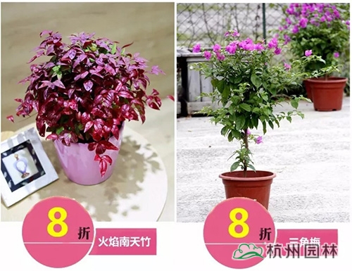 电竞比赛押注app