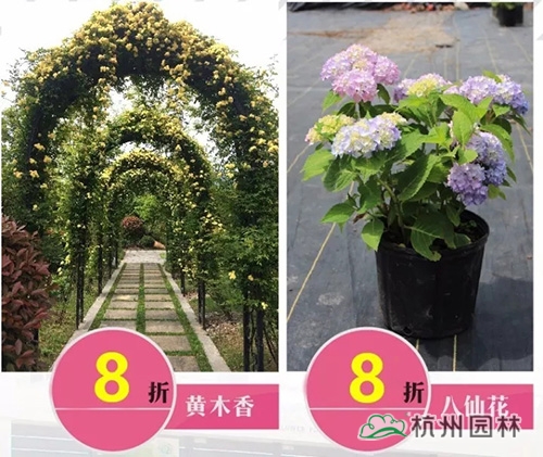 电竞比赛押注app