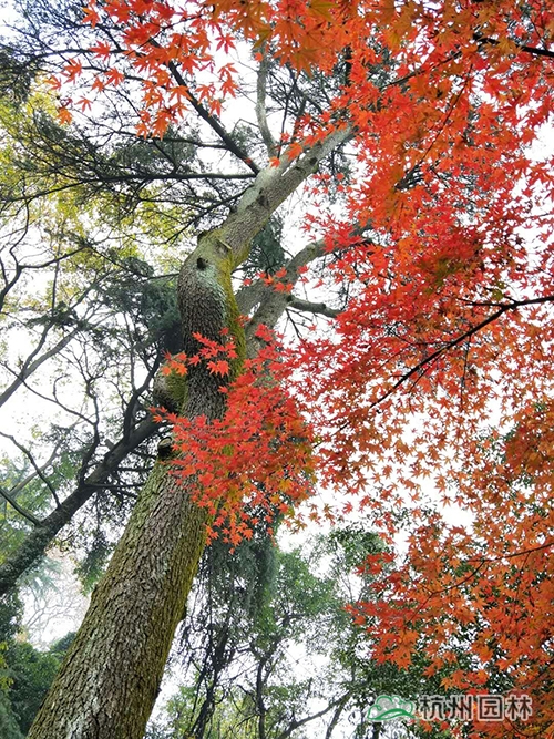 电竞比赛押注app