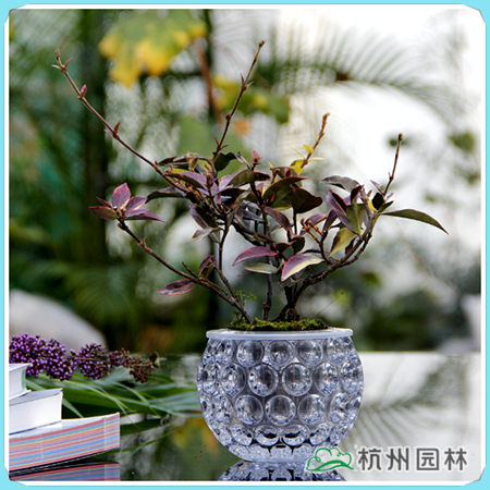 电竞比赛押注app