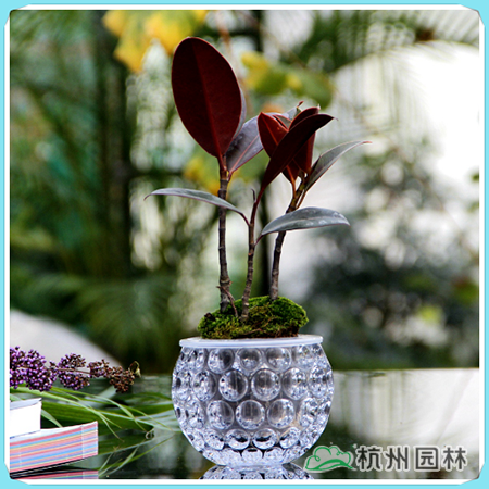 电竞比赛押注app