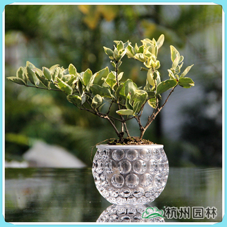 电竞比赛押注app