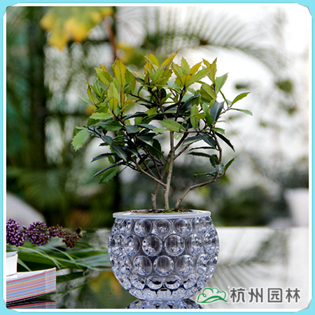 电竞比赛押注app