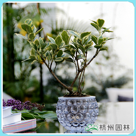 电竞比赛押注app