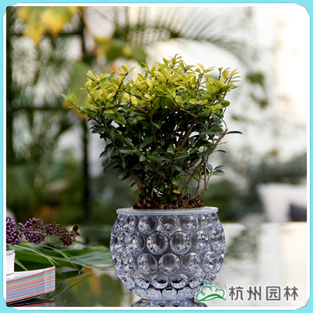 电竞比赛押注app