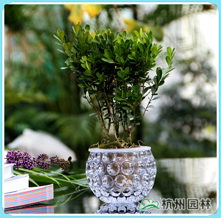 电竞比赛押注app