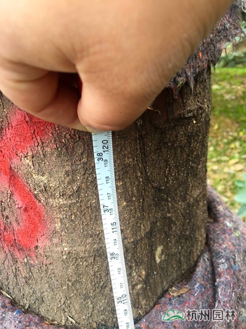 电竞比赛押注app