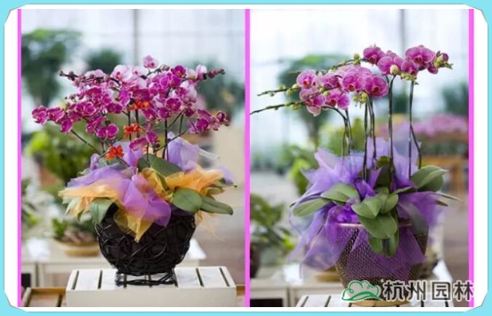 电竞比赛押注app