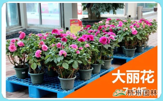 电竞比赛押注app