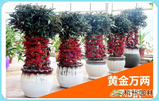 电竞比赛押注app