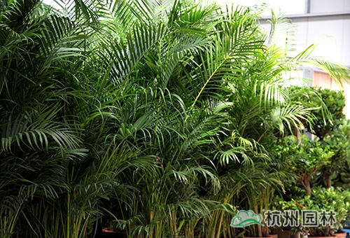 电竞比赛押注app