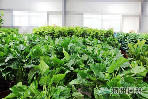 电竞比赛押注app