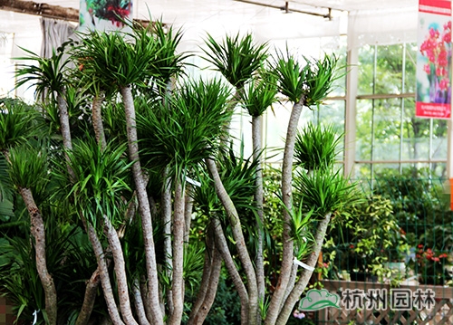 电竞比赛押注app