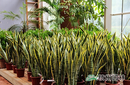 电竞比赛押注app