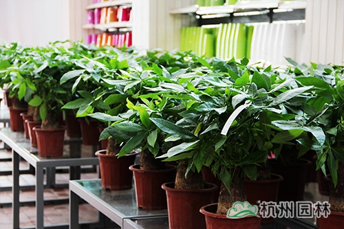 电竞比赛押注app