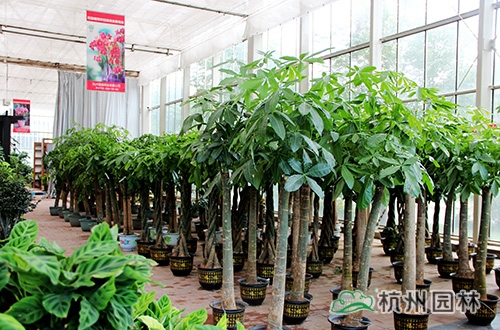 电竞比赛押注app