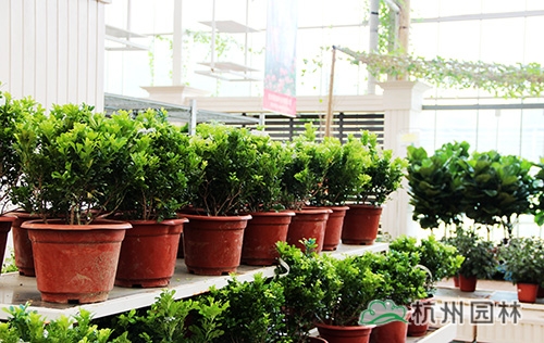 电竞比赛押注app