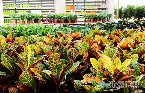 电竞比赛押注app