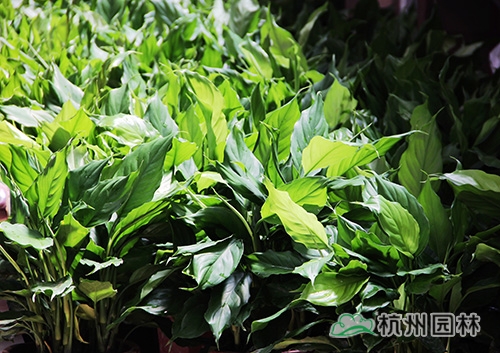 电竞比赛押注app