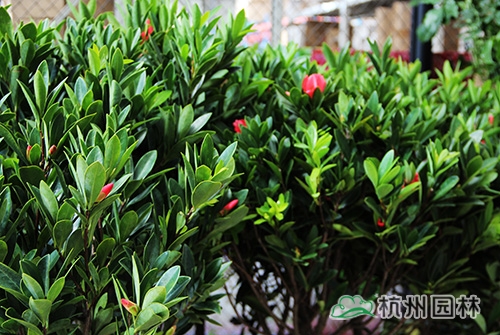 电竞比赛押注app