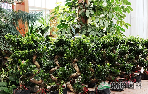 电竞比赛押注app