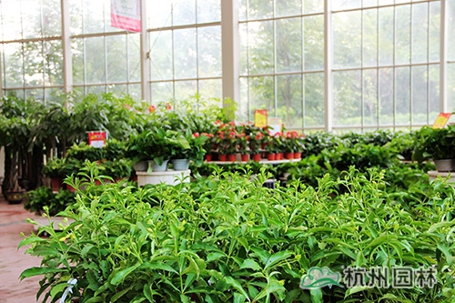 电竞比赛押注app