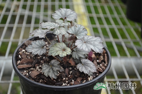 电竞比赛押注app