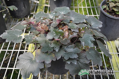 电竞比赛押注app