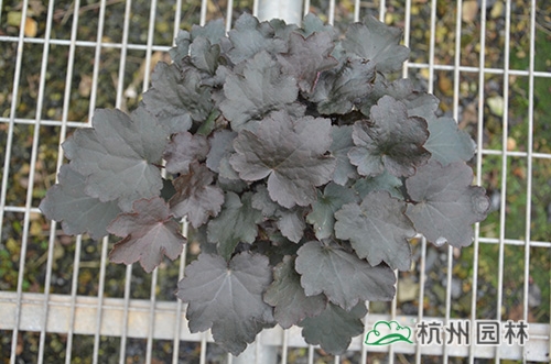 电竞比赛押注app