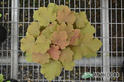 电竞比赛押注app