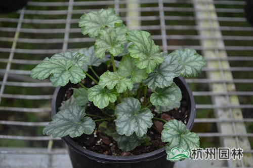 电竞比赛押注app