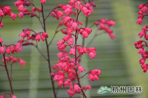 电竞比赛押注app