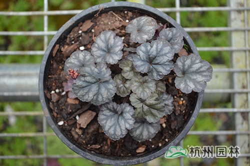 电竞比赛押注app