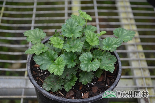 电竞比赛押注app