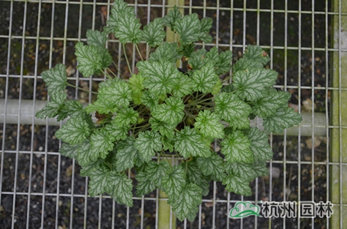 电竞比赛押注app