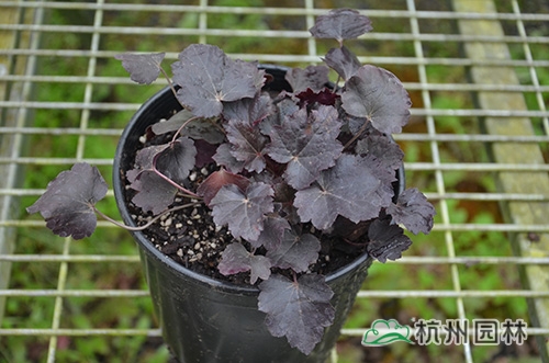 电竞比赛押注app