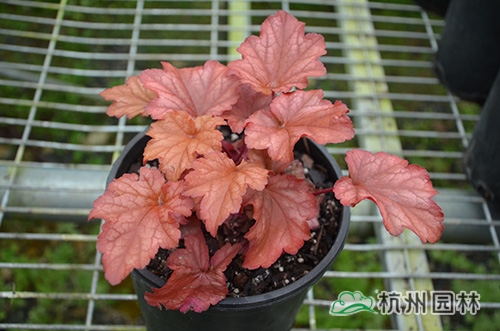 电竞比赛押注app