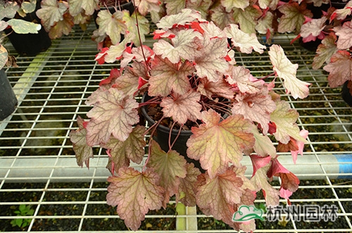 电竞比赛押注app