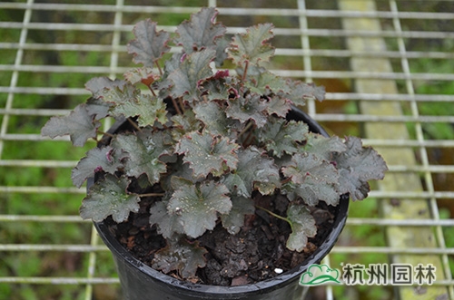 电竞比赛押注app