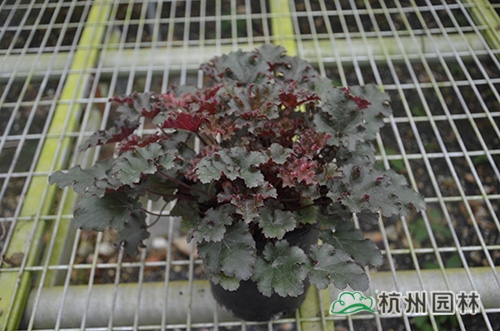 电竞比赛押注app