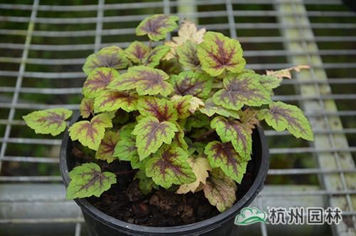 电竞比赛押注app