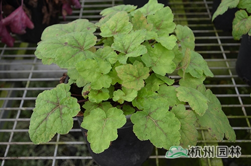 电竞比赛押注app