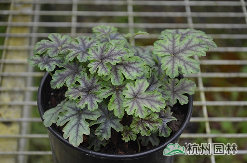 电竞比赛押注app