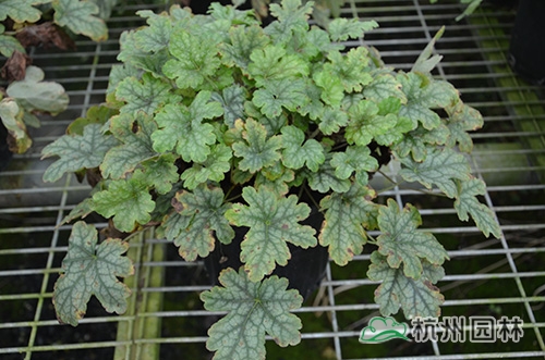 电竞比赛押注app