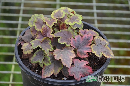 电竞比赛押注app