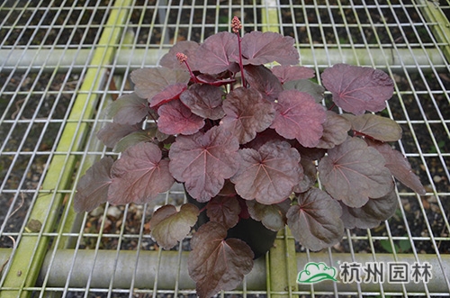 电竞比赛押注app