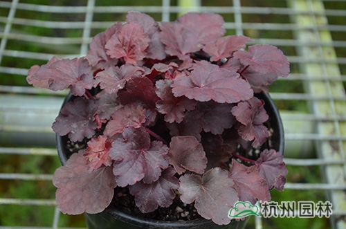 电竞比赛押注app