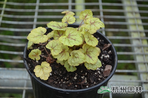 电竞比赛押注app