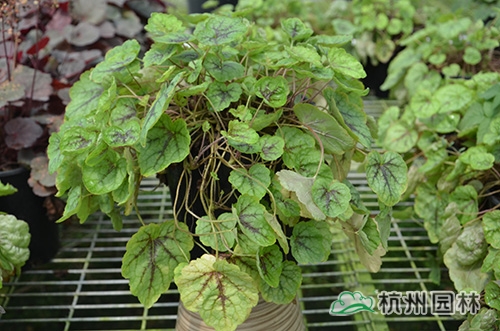 电竞比赛押注app