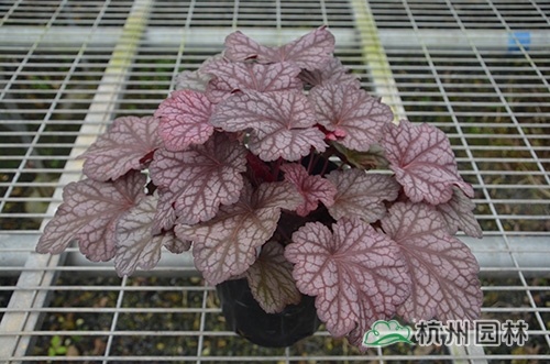 电竞比赛押注app